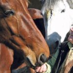 Noticia: Nueva plaza de los caballos en Vigo